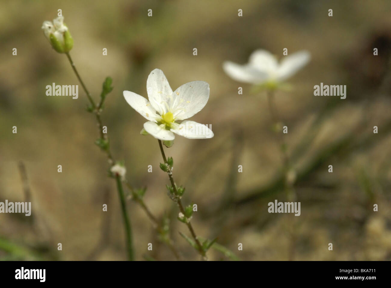 Macro opname van de witte bloem van Sierlijke vetmuur. Stock Photo