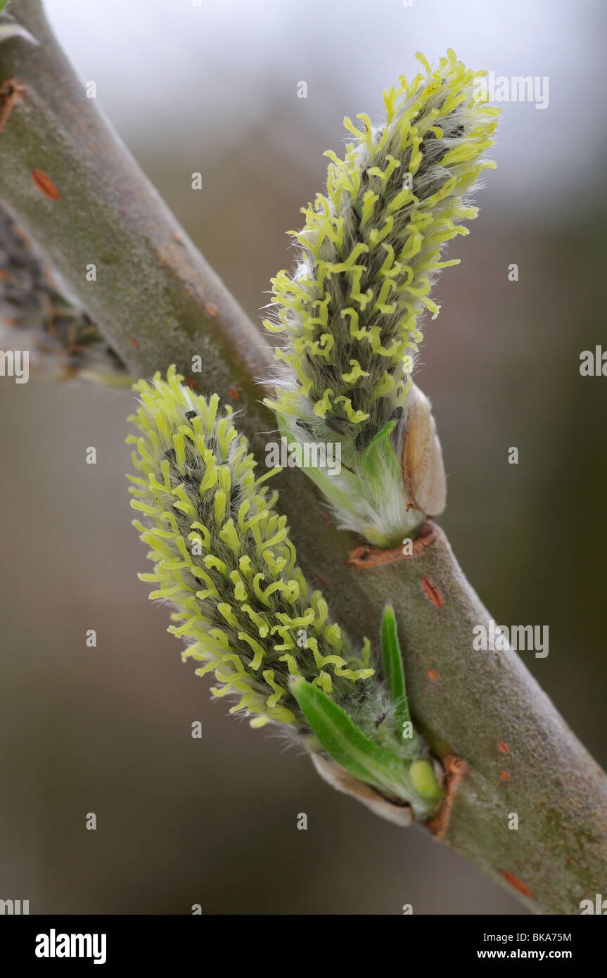Two Willow Catkins - Salix Sp Stock Photo