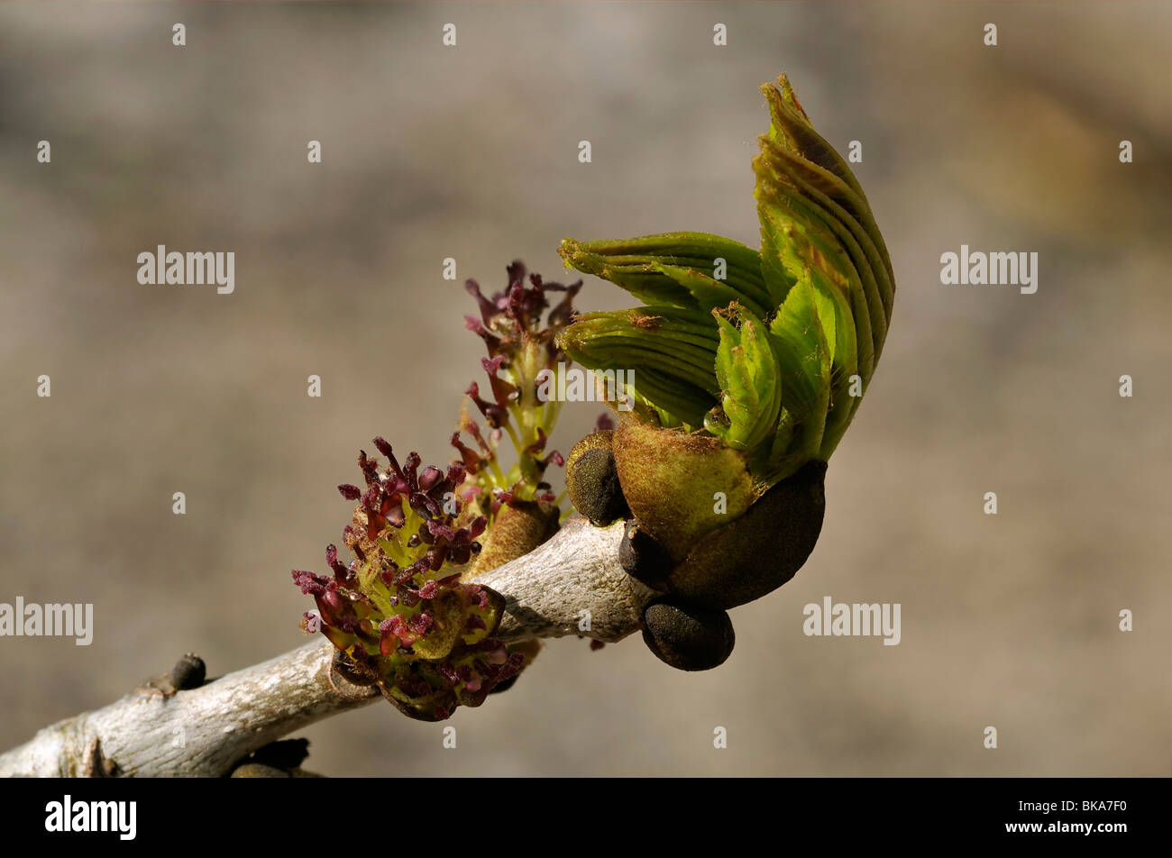 Ash Tree Flowers & fresh Leaves Fraxinus excelsior Stock Photo Alamy