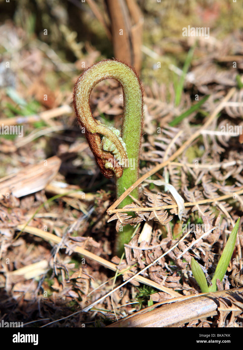 New spring fern growth pushing through the remnants of the previous years ferns Stock Photo