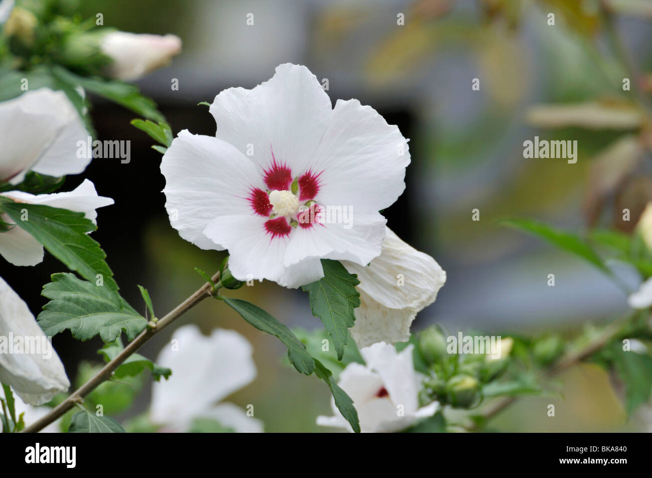 Syriacus hi-res stock photography and images - Alamy