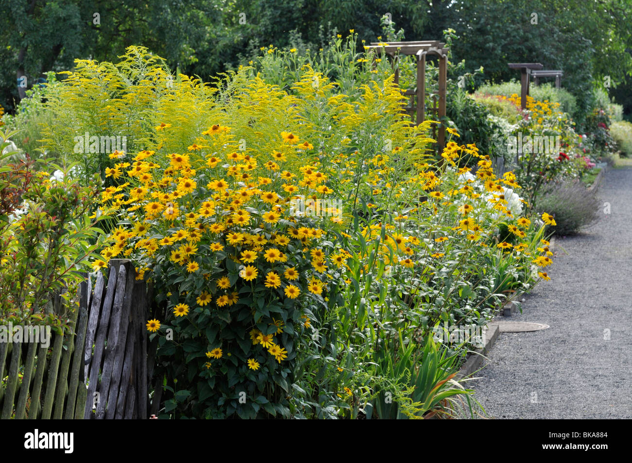 False sunflower (Heliopsis helianthoides) Stock Photo