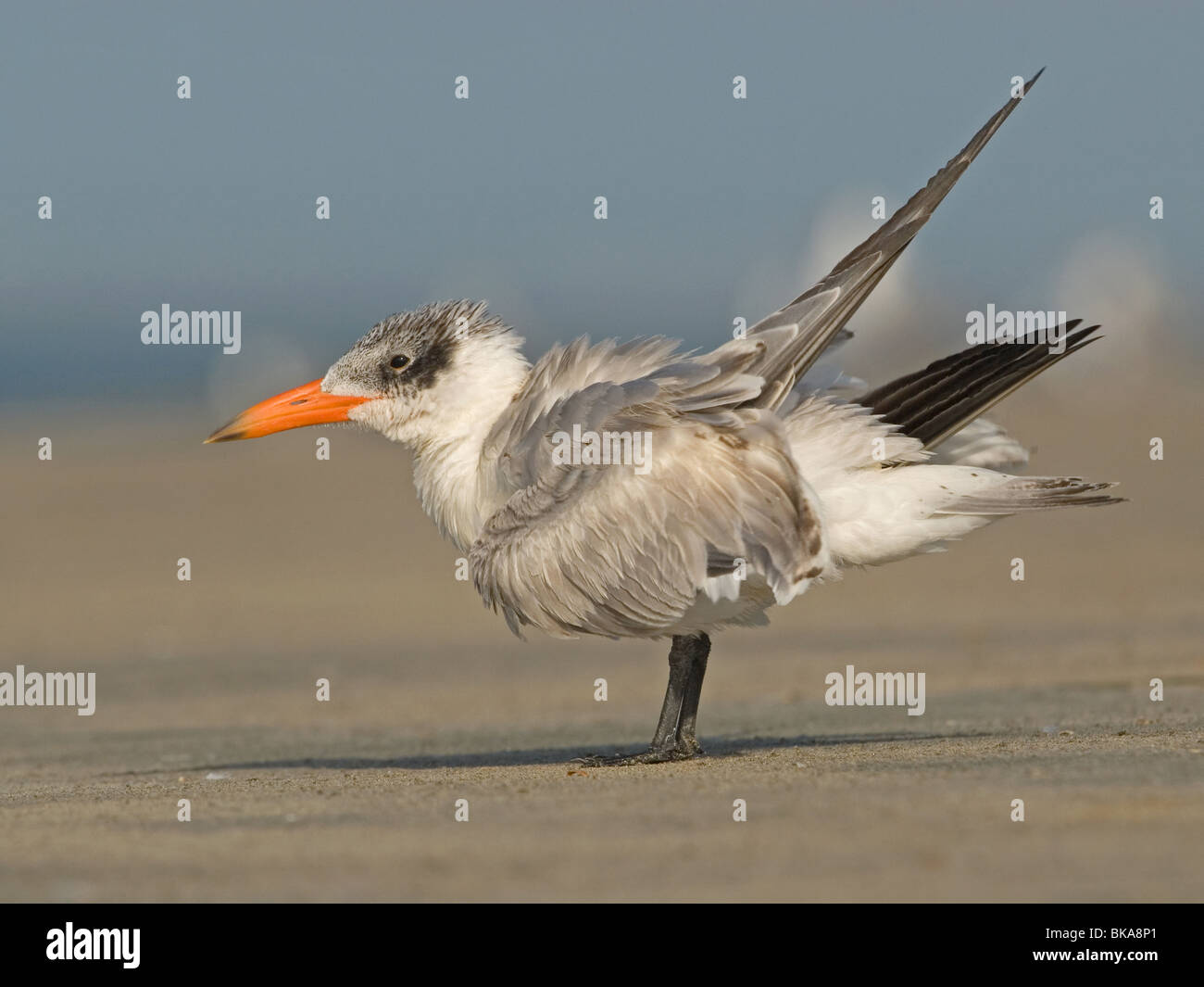 Caspian tern on the beach Stock Photo