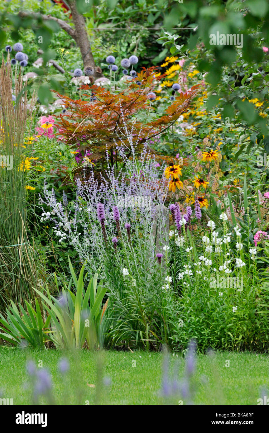 Maple (Acer), Russian sage (Perovskia), cone flower (Rudbeckia) and obedient plant (Physostegia) Stock Photo
