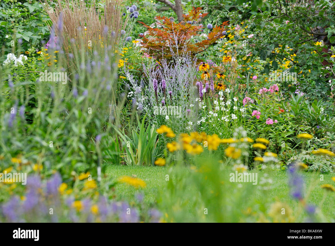 Maple (Acer), Russian sage (Perovskia), cone flower (Rudbeckia) and obedient plant (Physostegia) Stock Photo