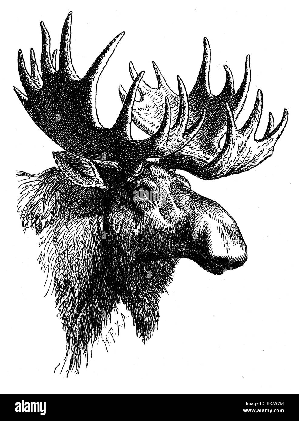 Head elk Stock Photo