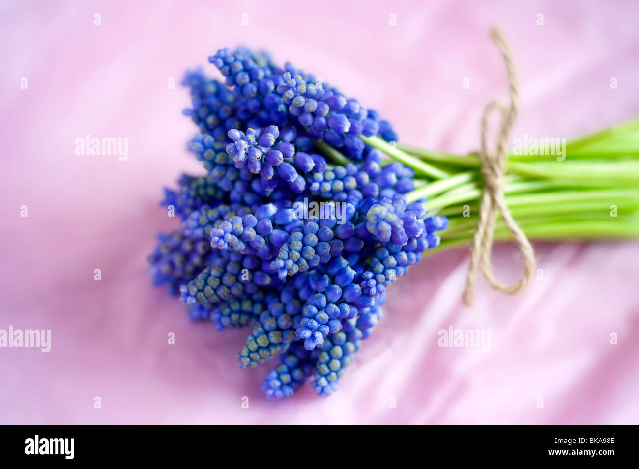 muscari or grape hyacinth tied with garden string in a bunch on a pink background bunch vase Stock Photo
