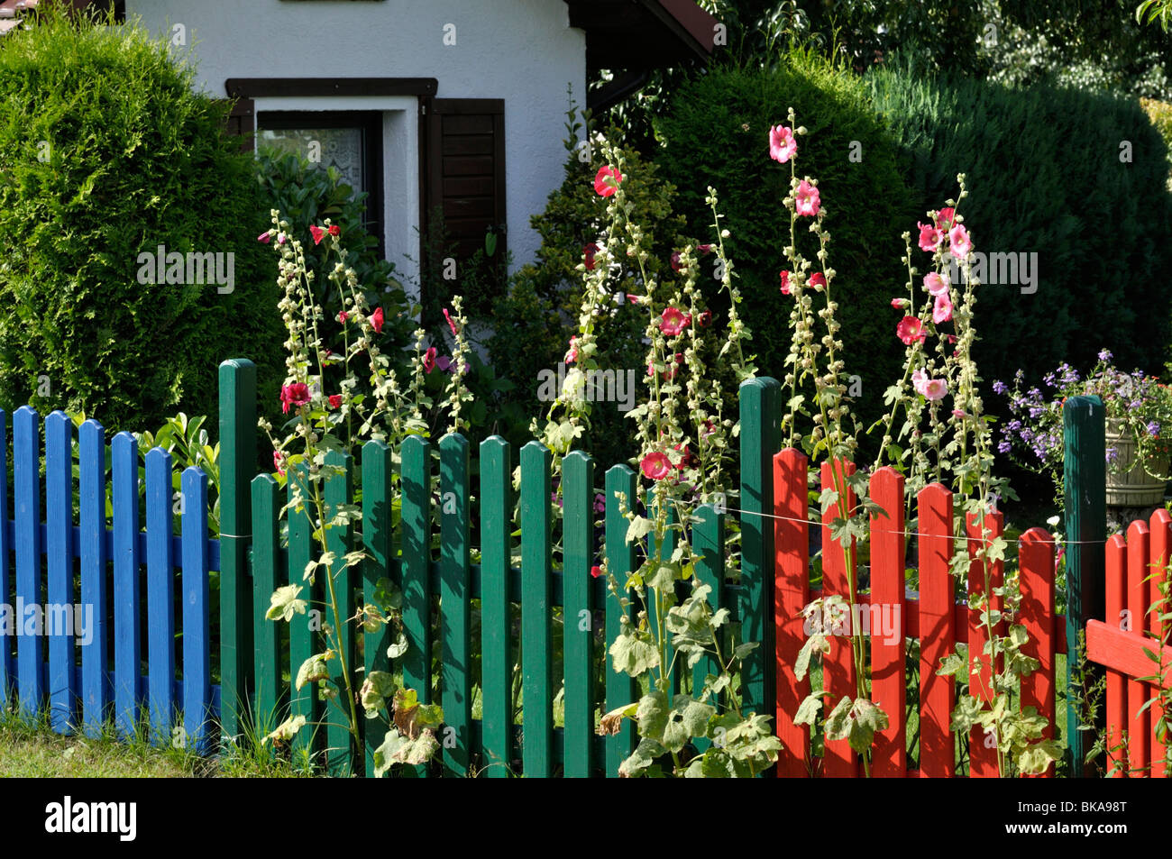 Garden fence with hollyhocks hi-res stock photography and images - Alamy