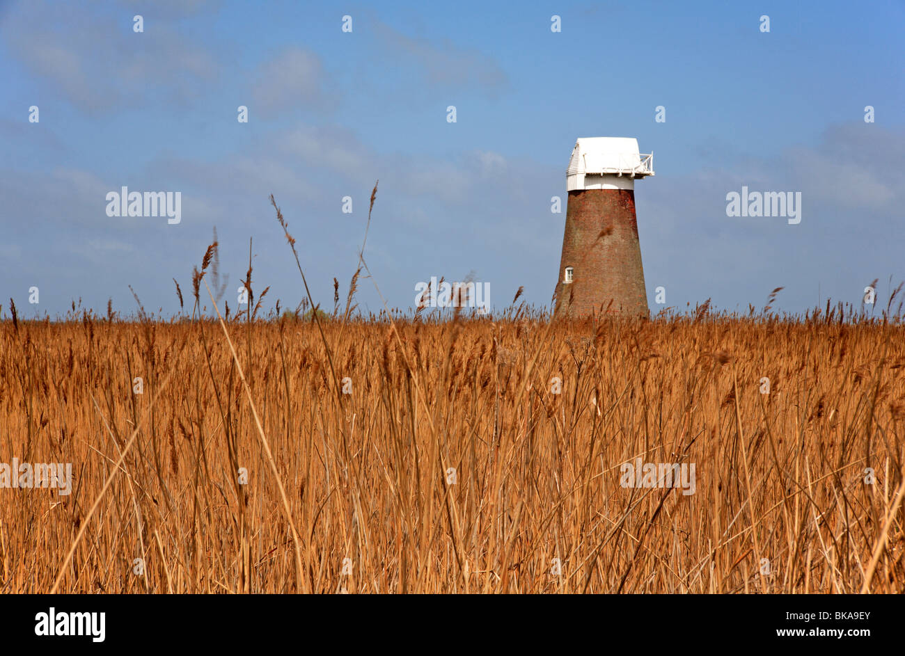 A Norfolk Broads landscape with reed beds and drainage mill at West