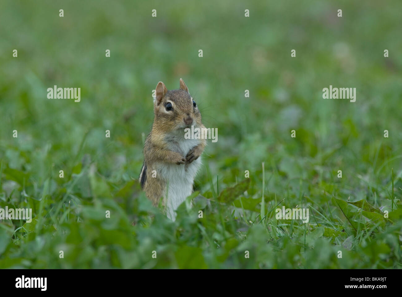 Eastern Chipmunk standing in the grass. Stock Photo