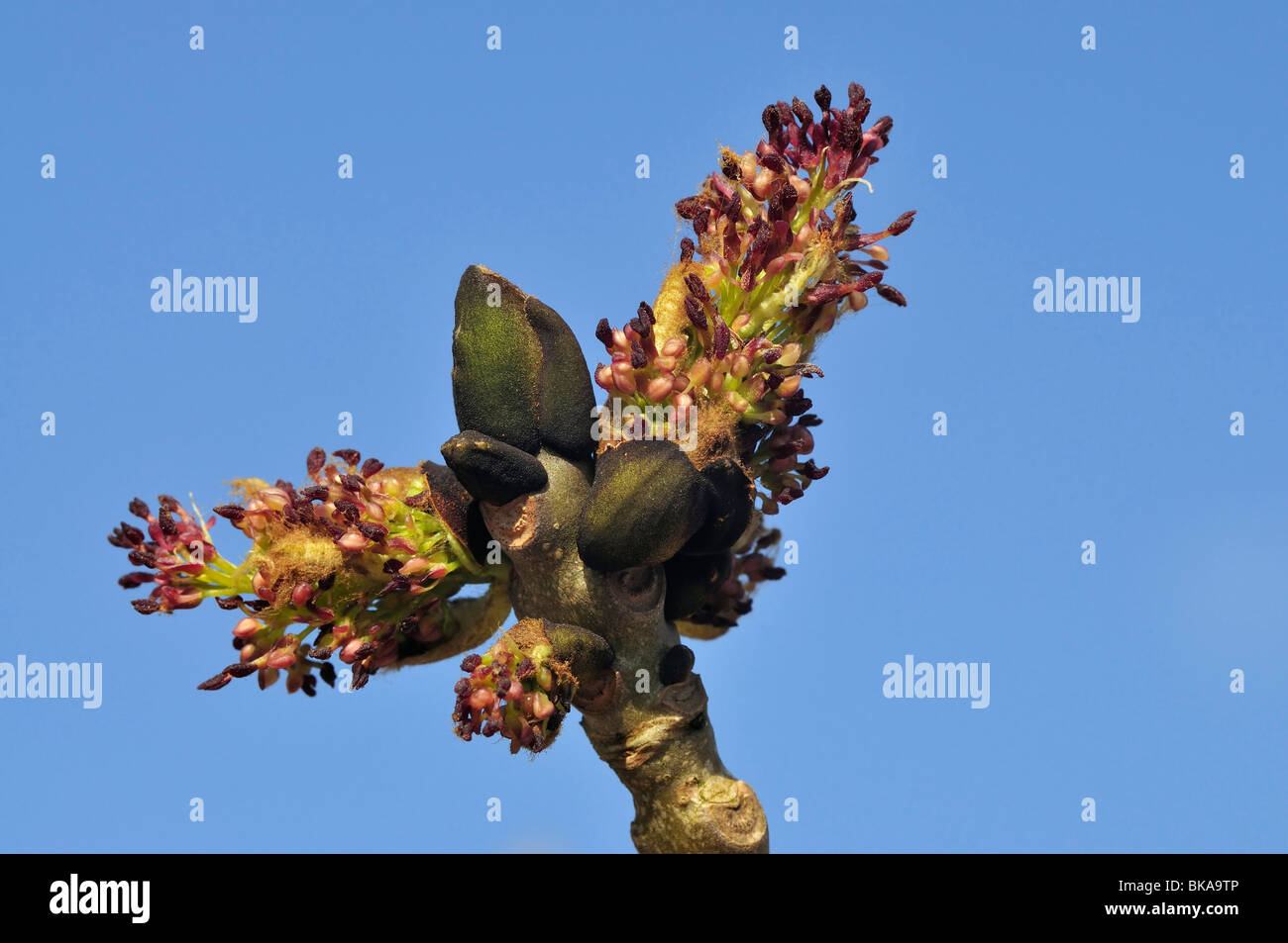 Ash Tree Flowers Fraxinus excelsior Stock Photo Alamy