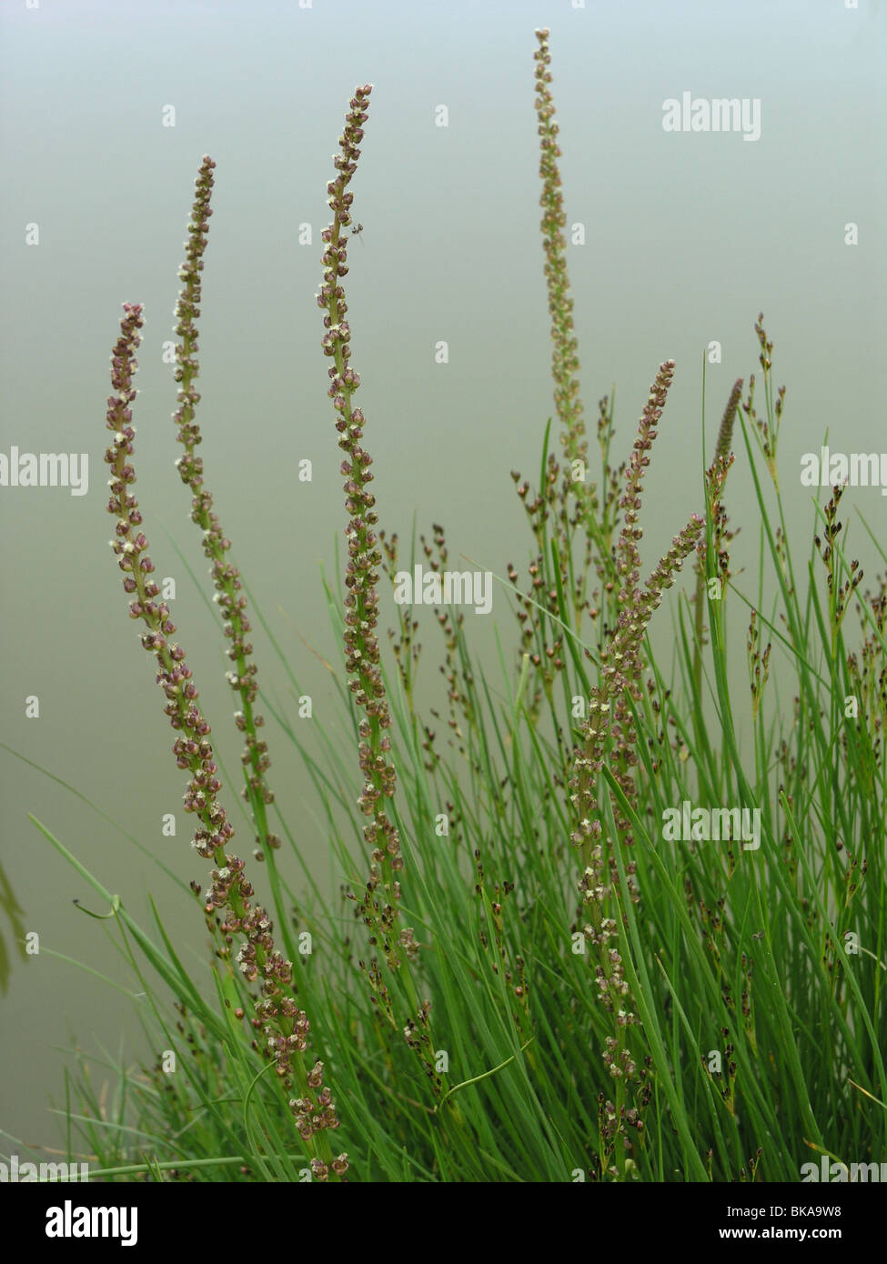 Sea Arrowgrass Stock Photo