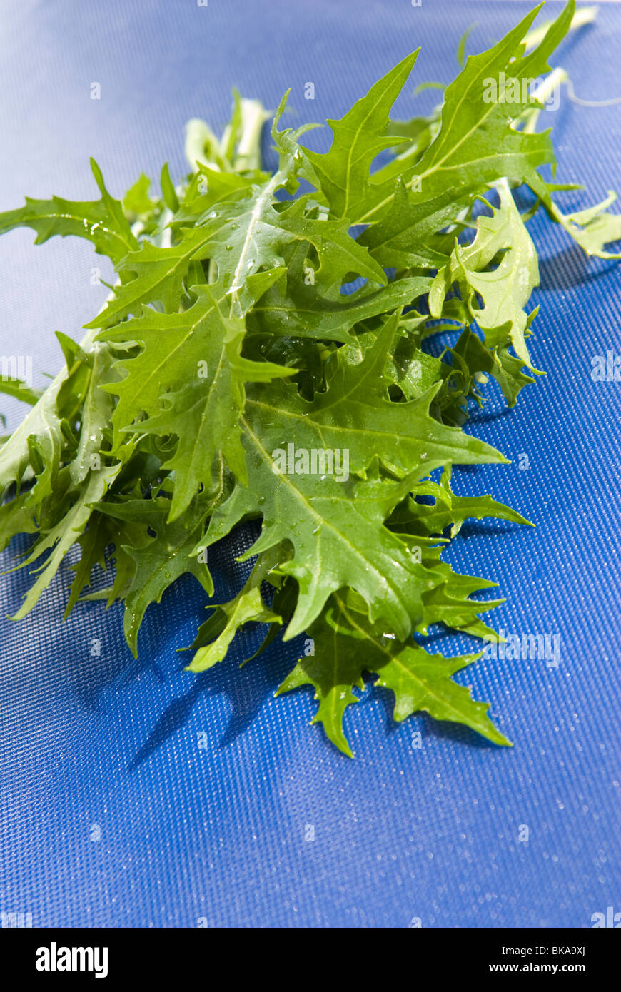 Mizuna Greens salad leaves on a blue chopping board. Stock Photo