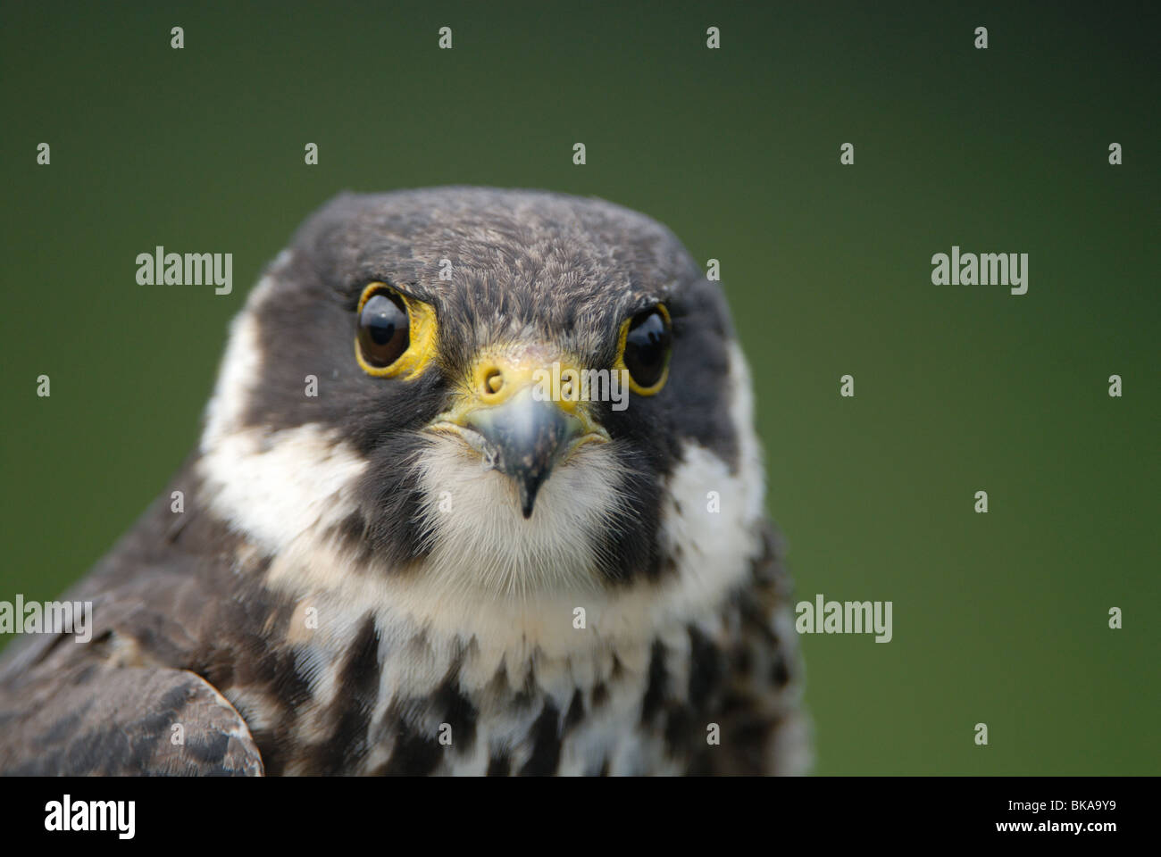 Headshot of a Hobby Stock Photo