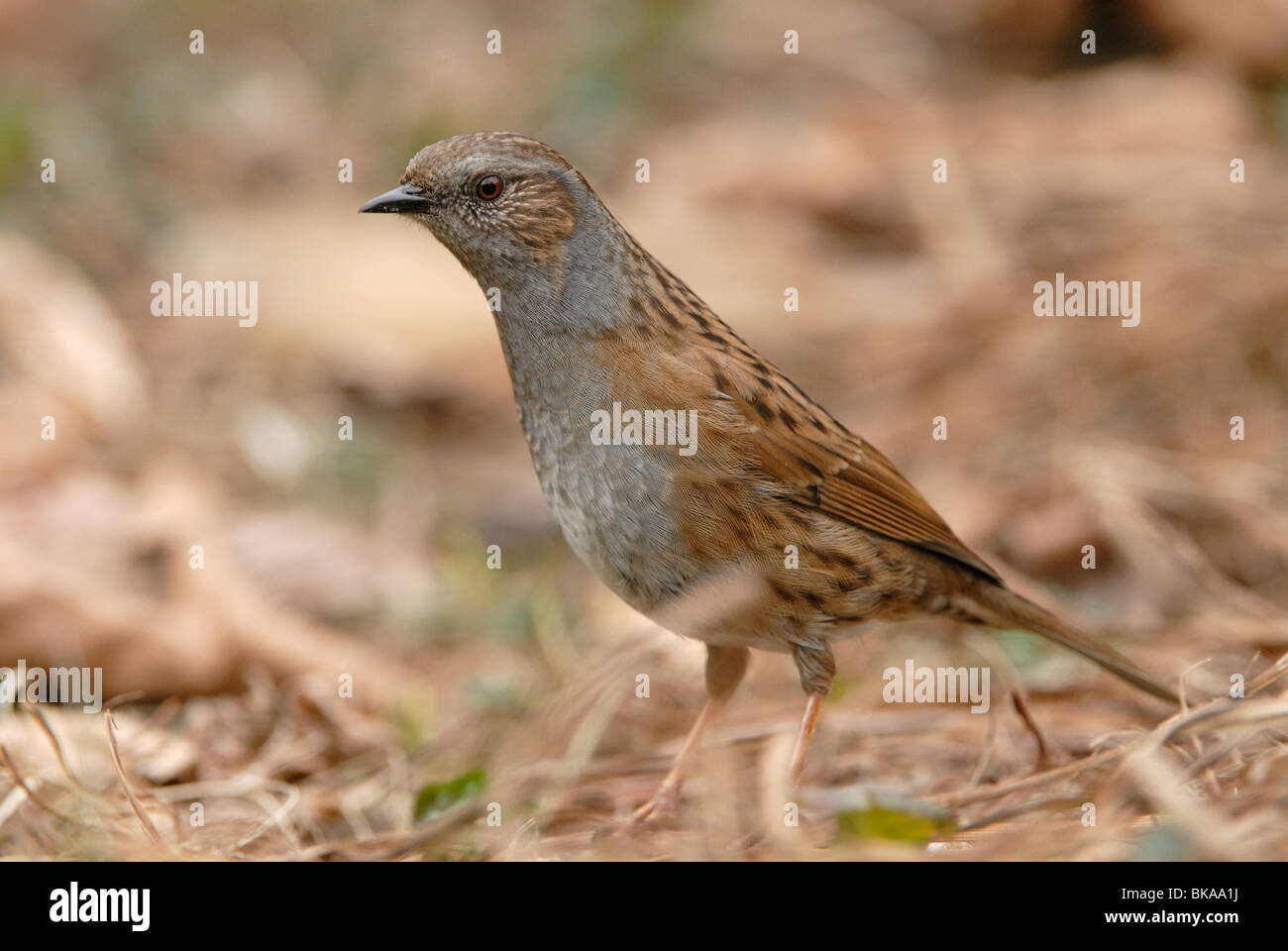 Dunnock on the ground Stock Photo