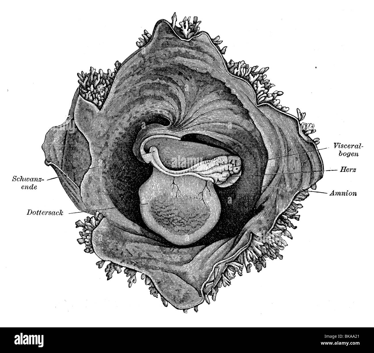 Human embryo Stock Photo