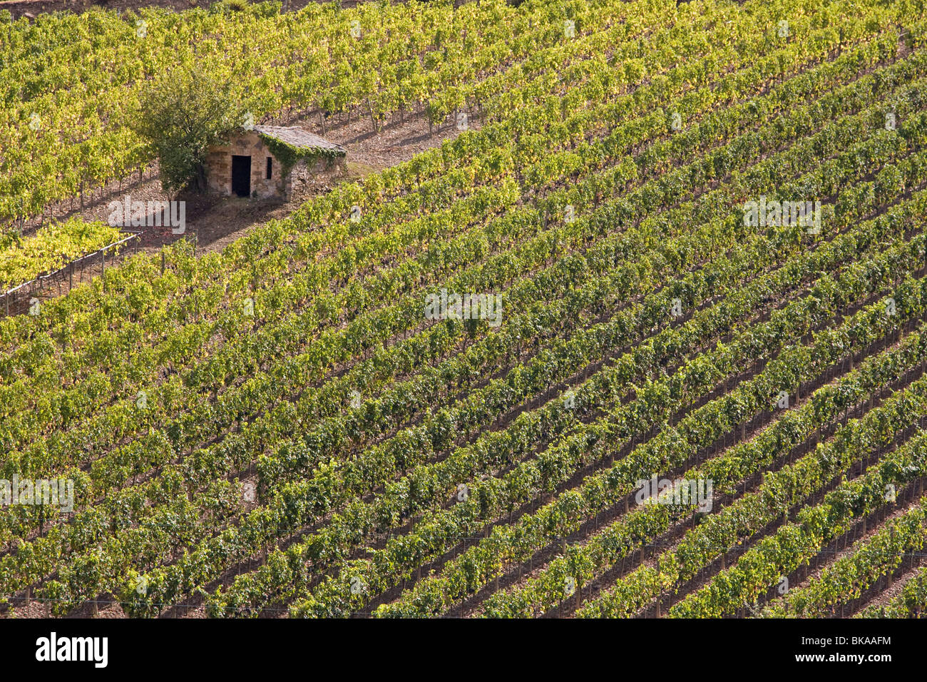 Vineyard in Tuscany Stock Photo