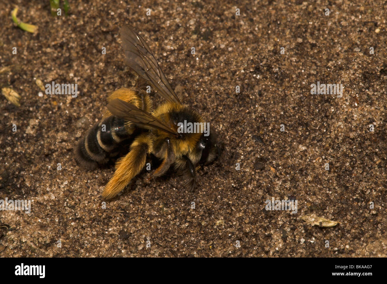 Pluimvoetbij, Dasypoda hirtipes, Pollen Specialist. Stock Photo