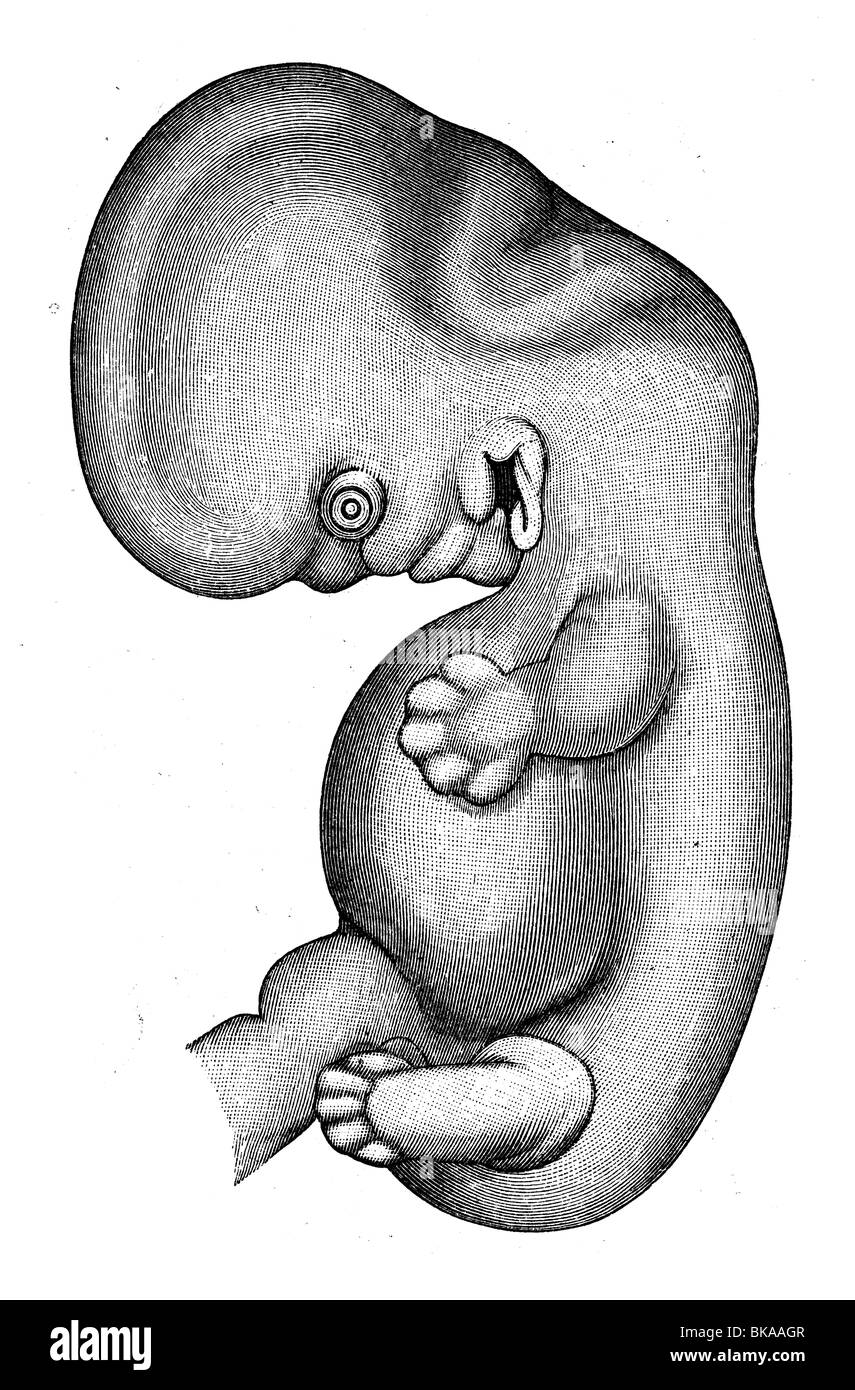 Embryo 6-th week Stock Photo