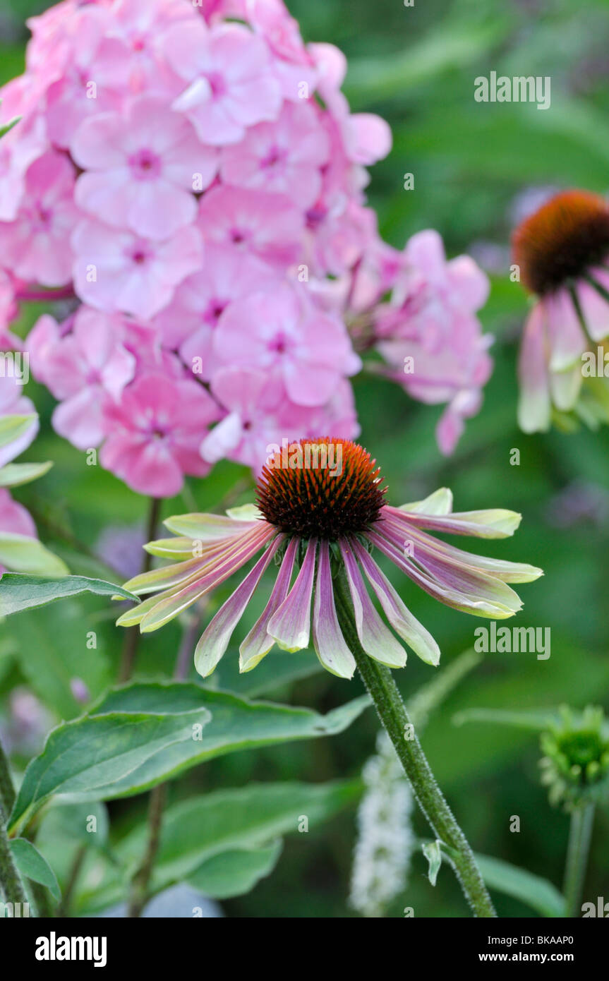 Purple cone flower (Echinacea purpurea 'Green Envy' Stock Photo - Alamy