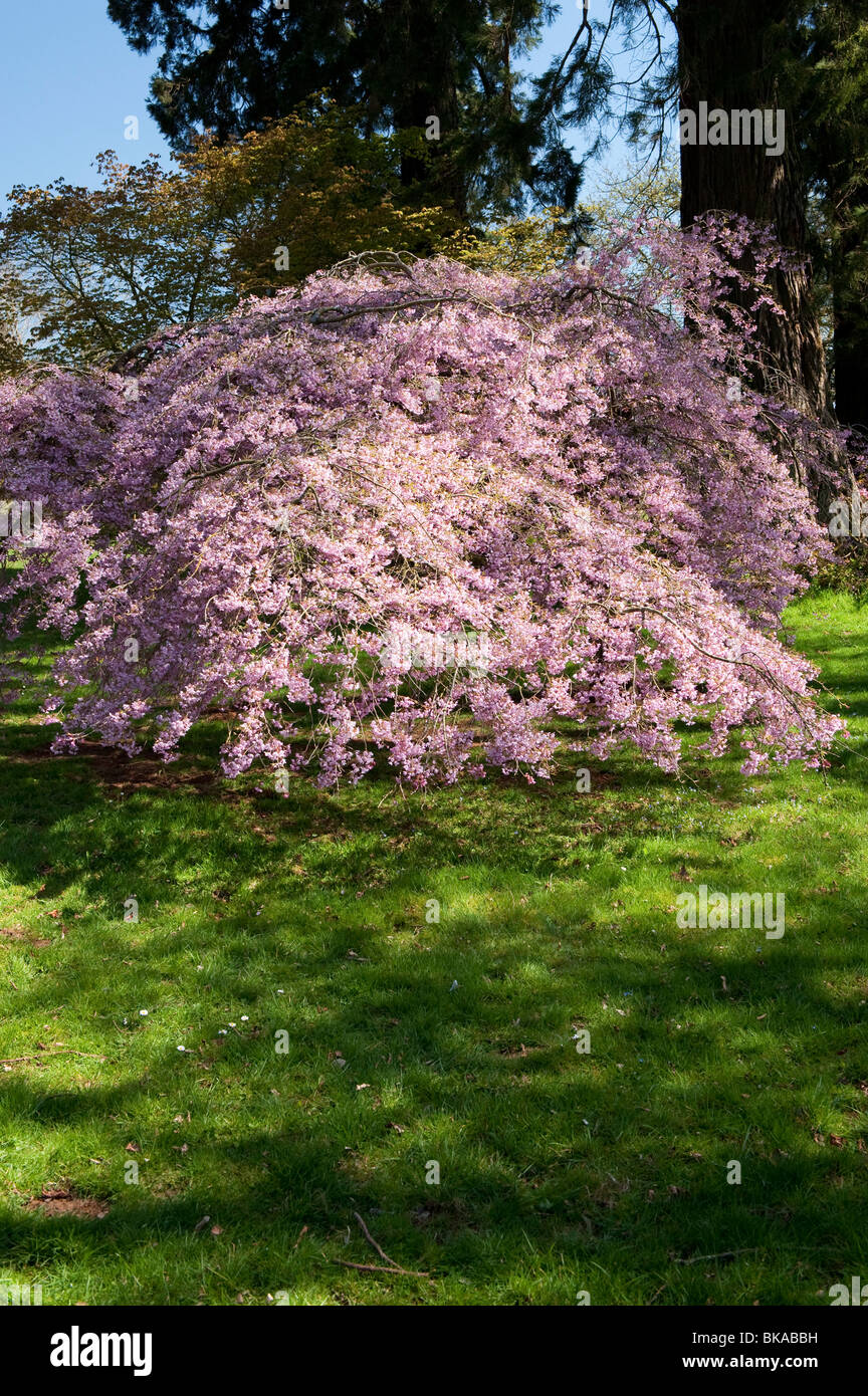 Prunus x subhirtella pendula rubra, Weeping Cherry tree. Westonbirt Arboretum, Gloucestershire, England Stock Photo