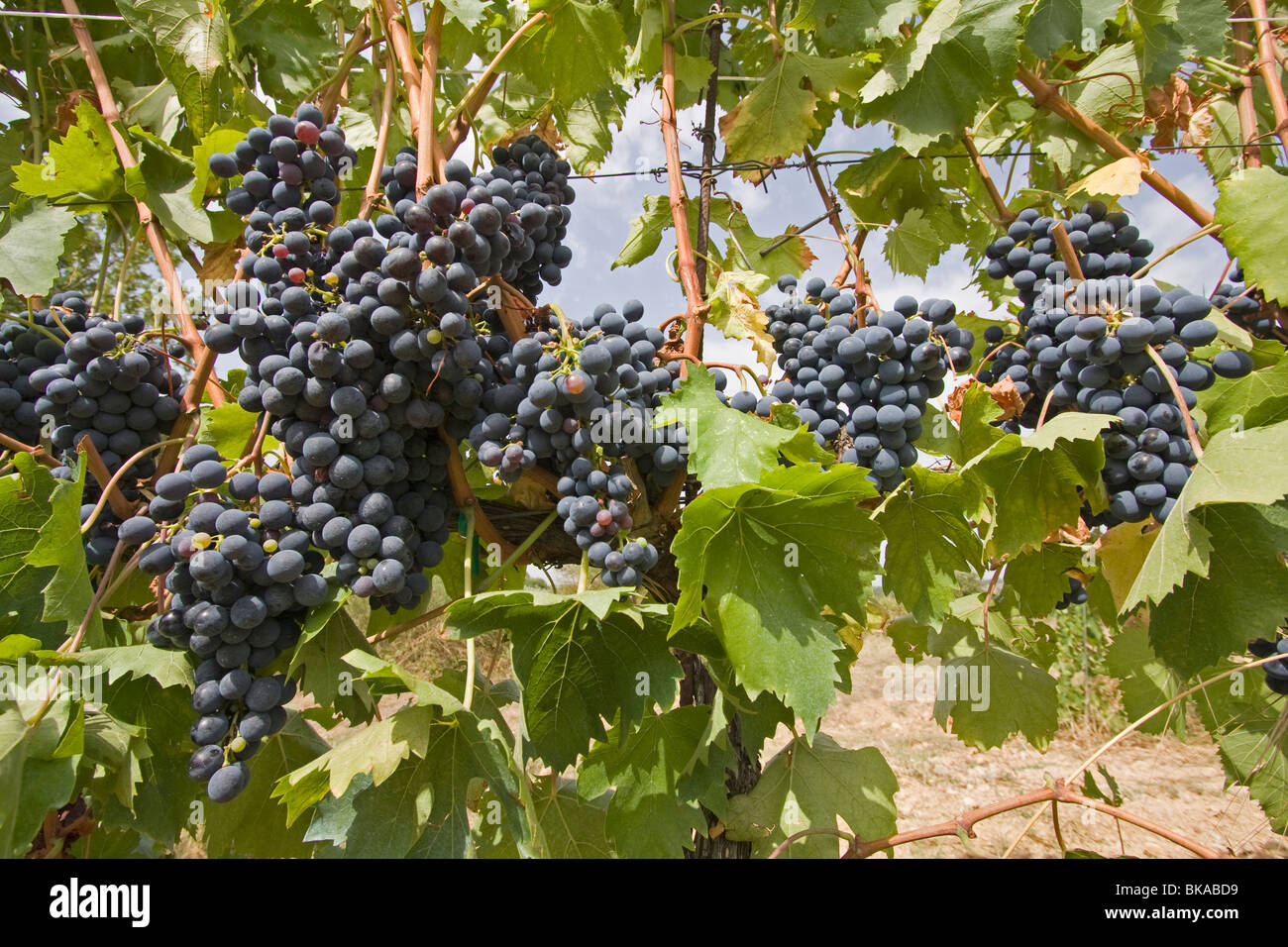 Grapevine in Tuscany Stock Photo