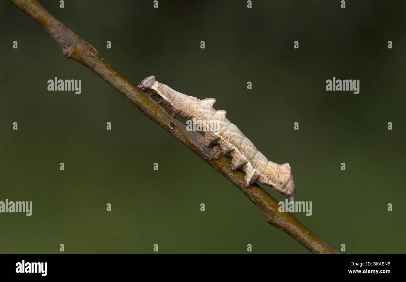 Kameeltje, Notodonta ziczac, Pebble Prominent Stock Photo