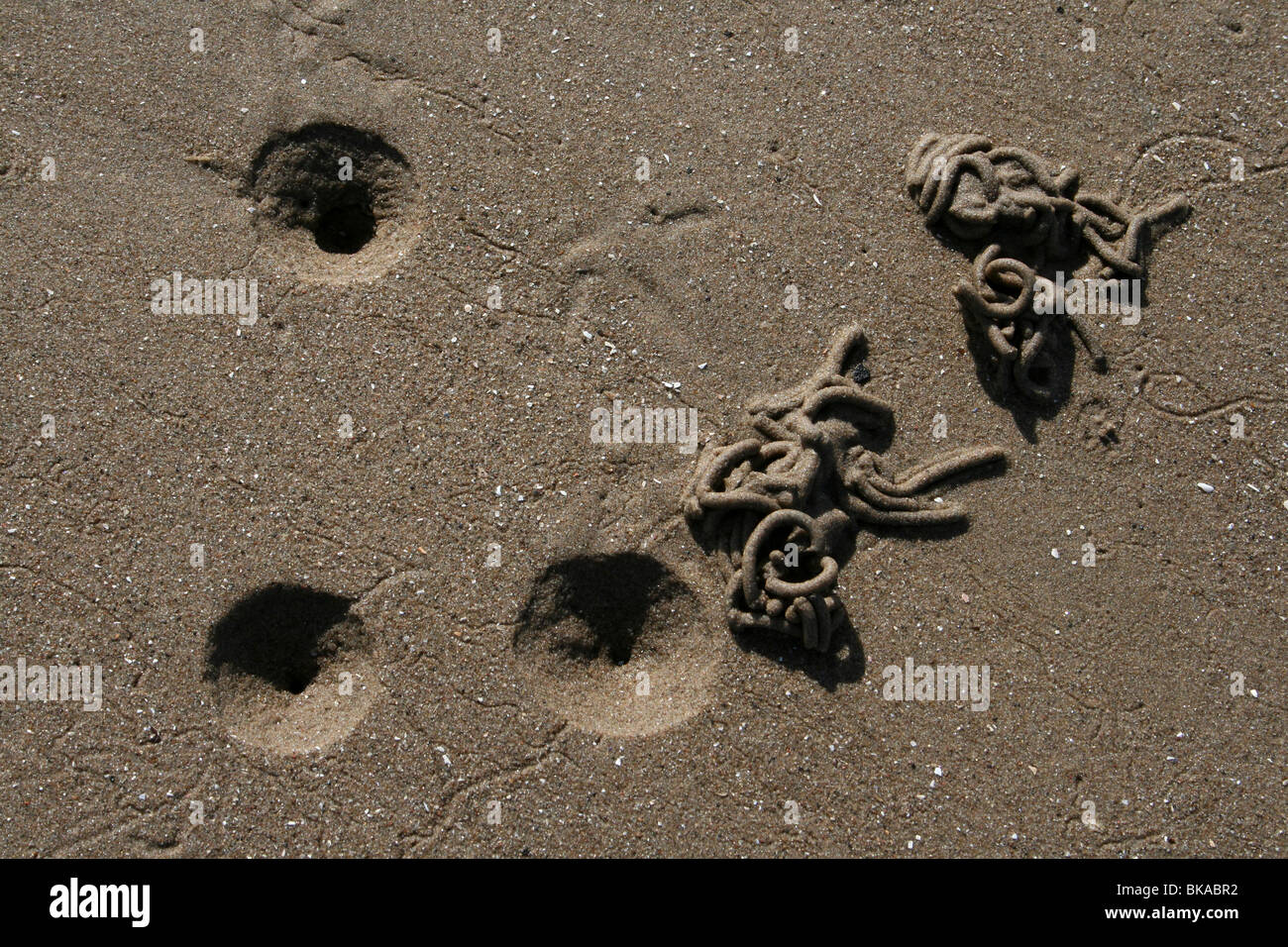 Lugworm Arenicola marina Casts And Holes At New Brighton, Wallasey, The Wirral, Merseyside, UK Stock Photo