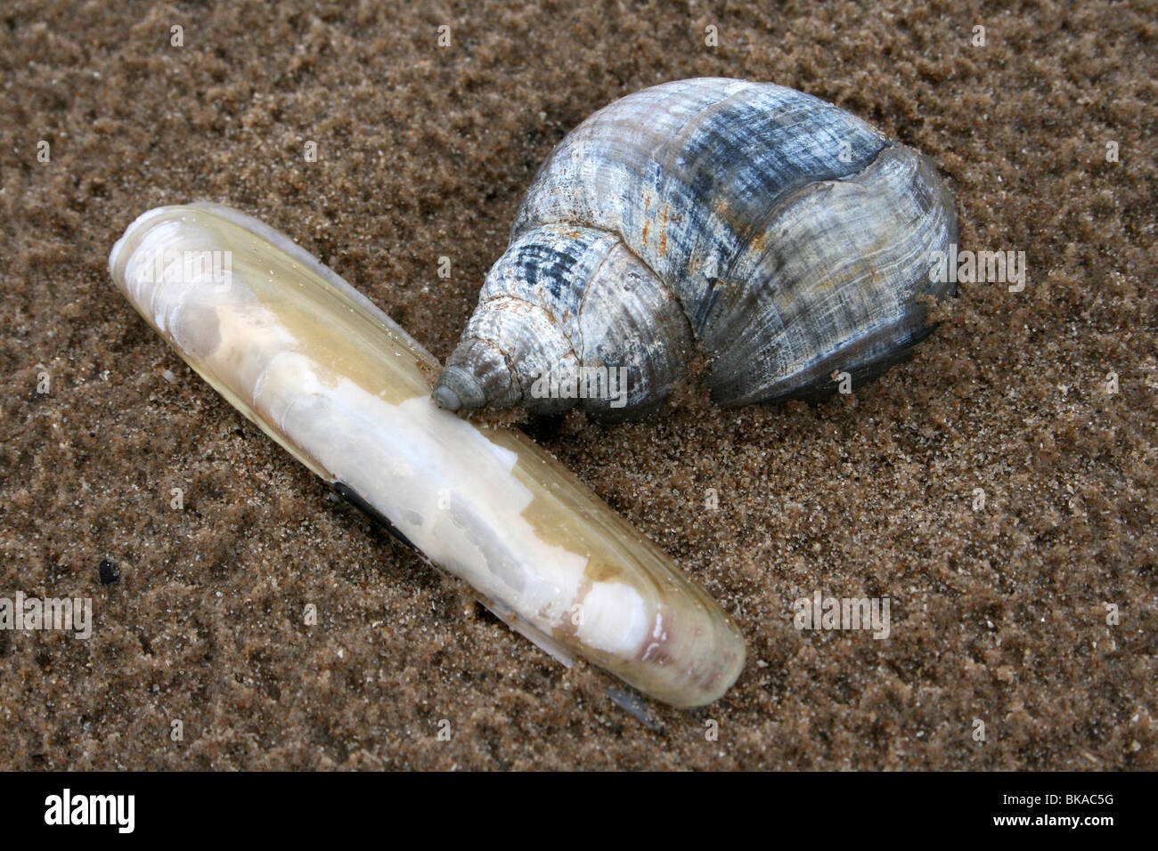 Razorshell and Common Whelk Buccinum undatum On Sandy Beach, Merseyside, UK Stock Photo