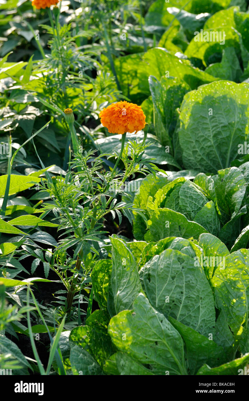 Marigold (Tagetes) and Chinese cabbage (Brassica rapa subsp. pekinensis) Stock Photo