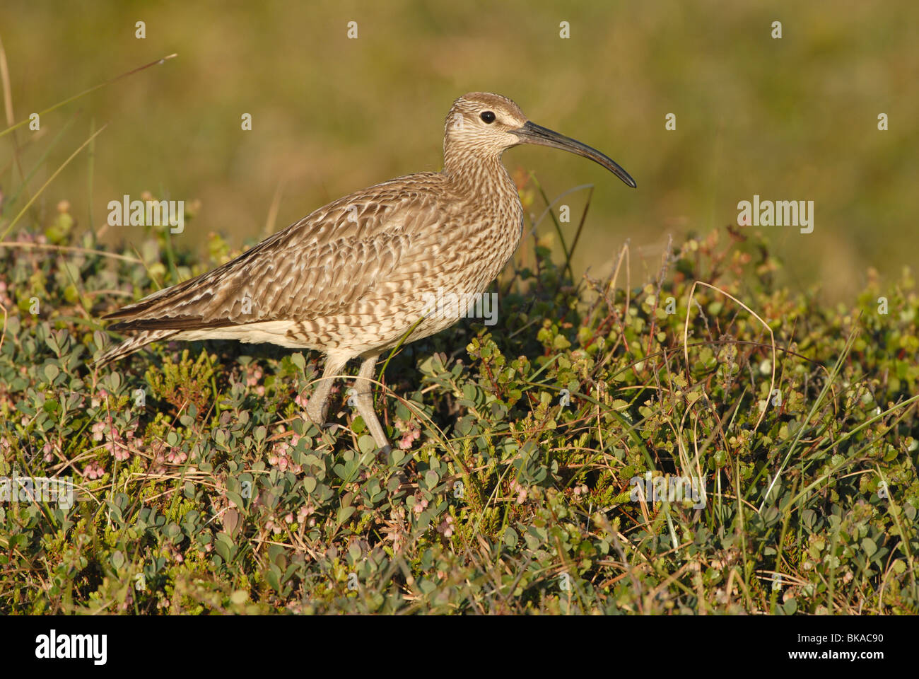 regenwulp-in-ijlands-landschapwhimbrel-in-icelandic-scenery-stock-photo