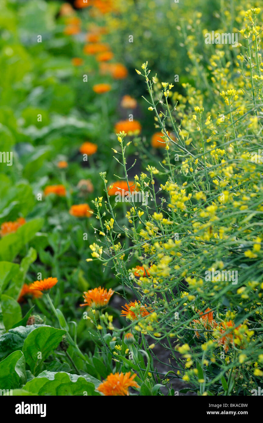 Pac choi (Brassica rapa subsp. chinensis) and pot marigold (Calendula officinalis) Stock Photo