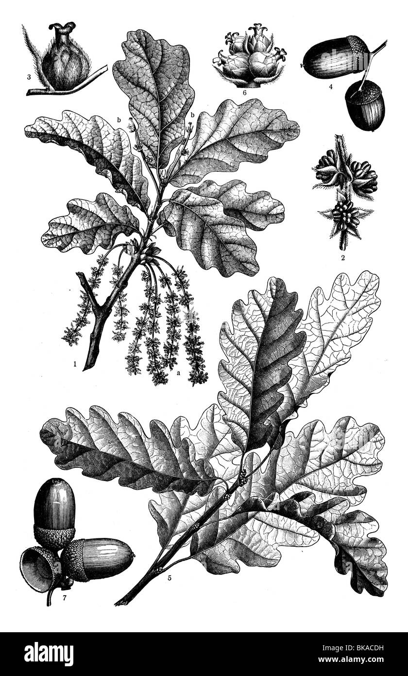 Pedunculate Oak or English oak, Sessile Oak or Durmast Oak Stock Photo