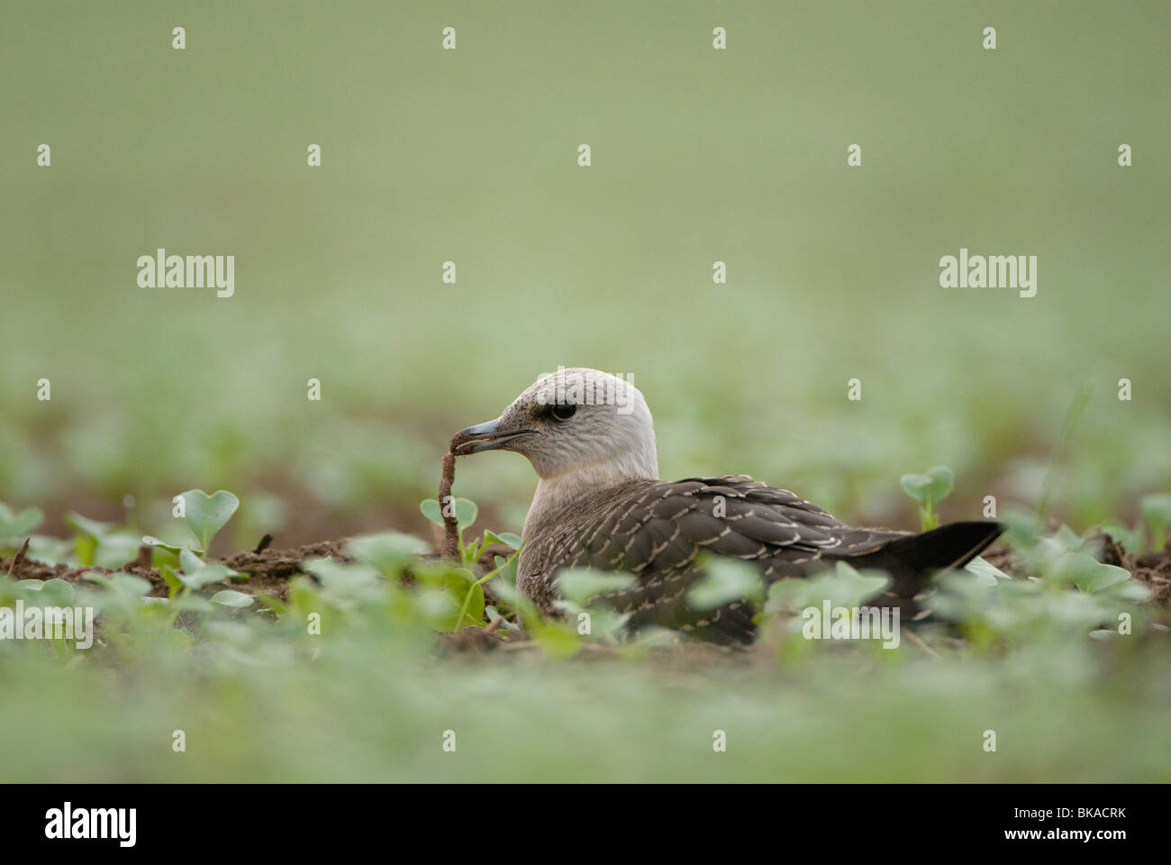Long-tailed Skua with earthworm laying on the ground Stock Photo