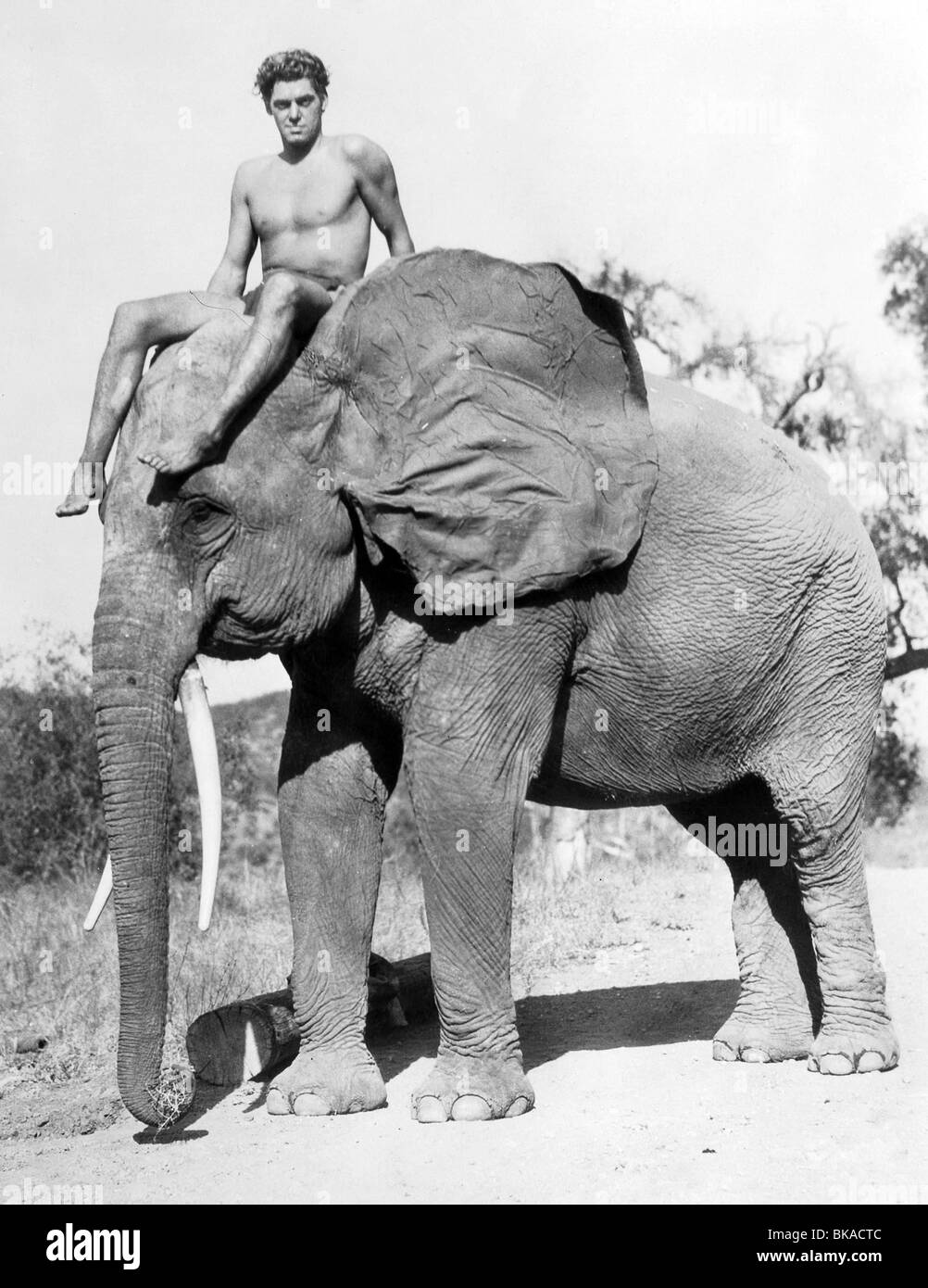 Tarzan the Ape man Year: 1932 USA Director: W.S. Van Dyke Johnny Weissmuller ; Based upon Edgar Rice Burroughs Stock Photo