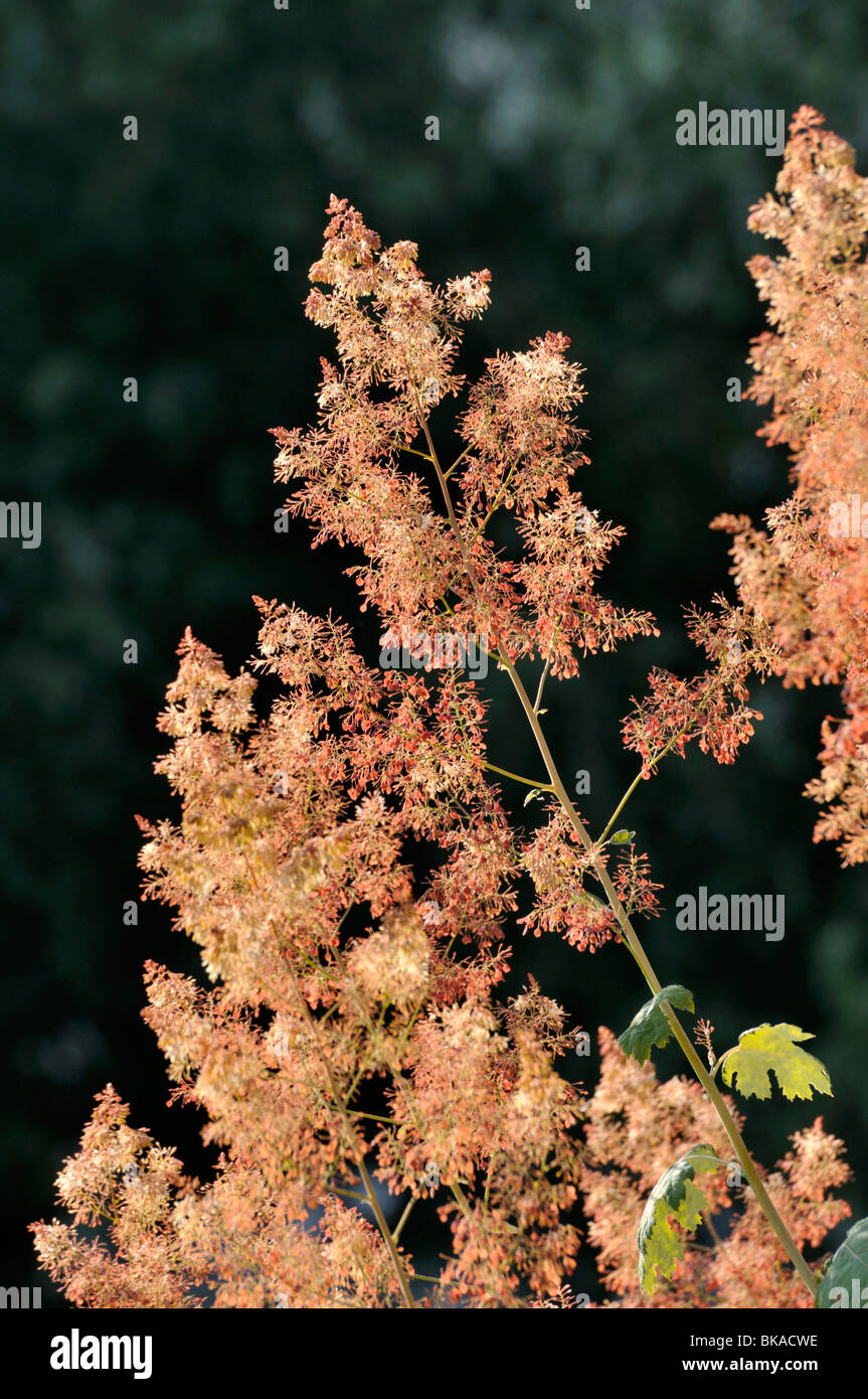 Plume poppy (Macleaya cordata) Stock Photo