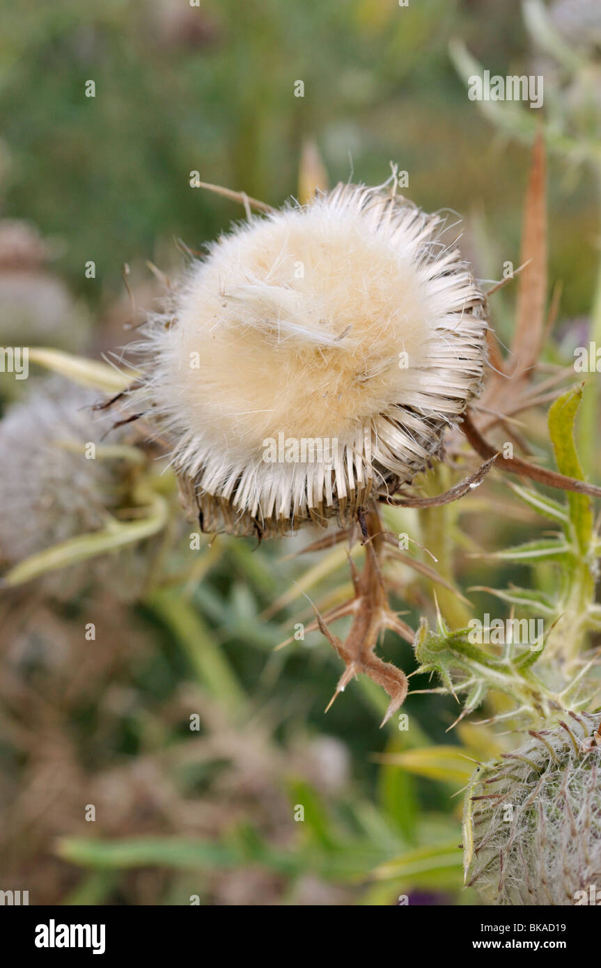 Woolly thistle (Cirsium eriophorum) Stock Photo