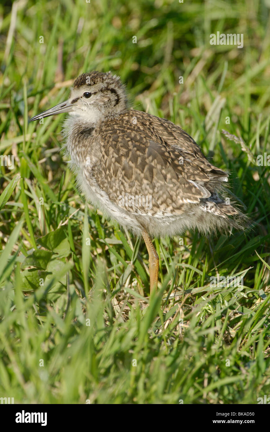 Common Redshank 3 weeks old Stock Photo