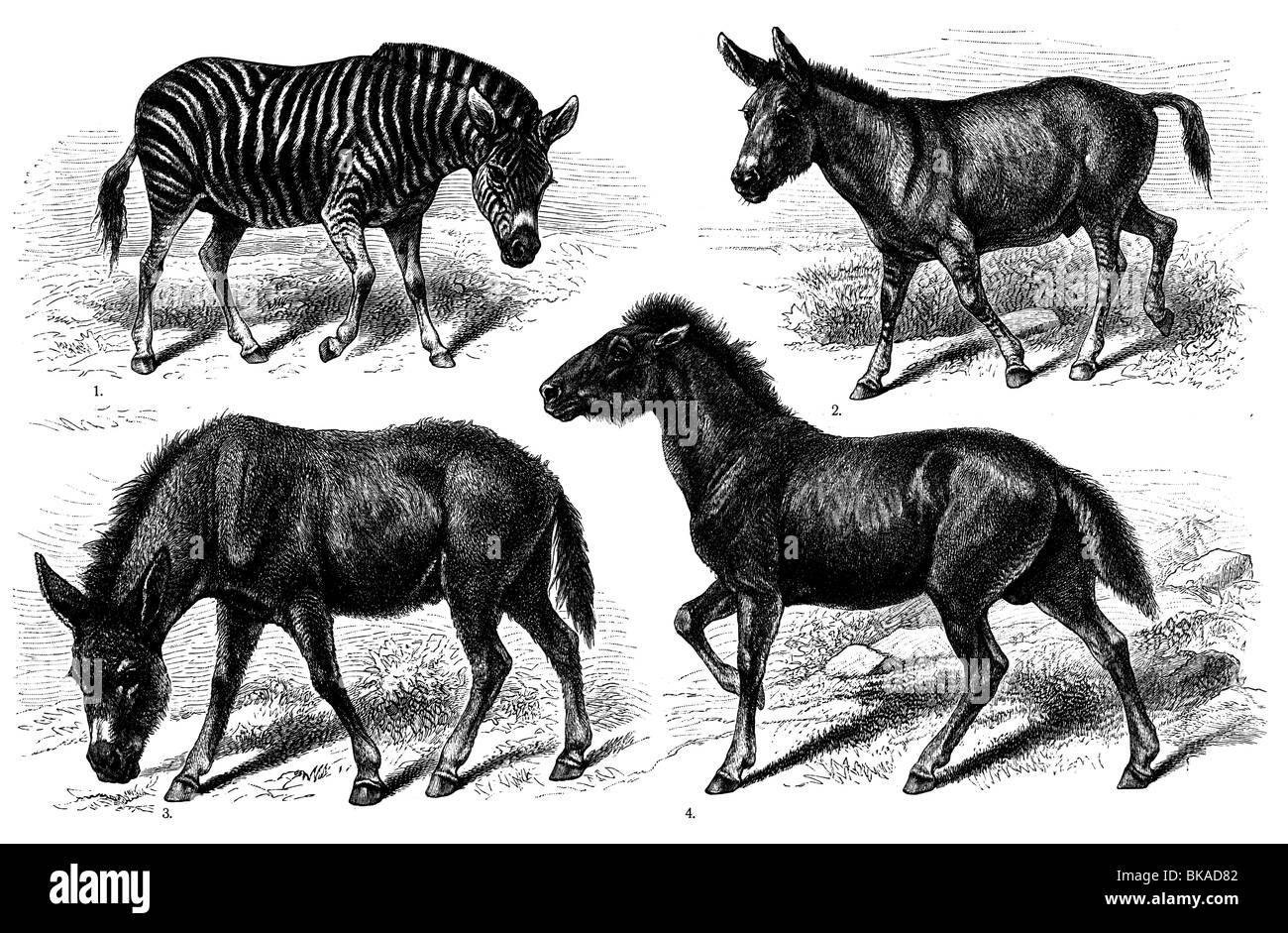 soliped, Equine, equid horses Stock Photo Alamy