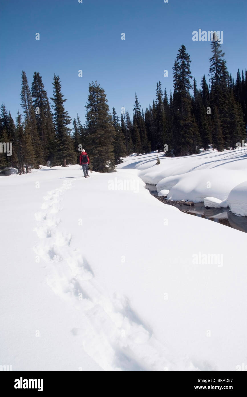 Banff National Park, Alberta, Canada; Female On Snowshoes Walking Away