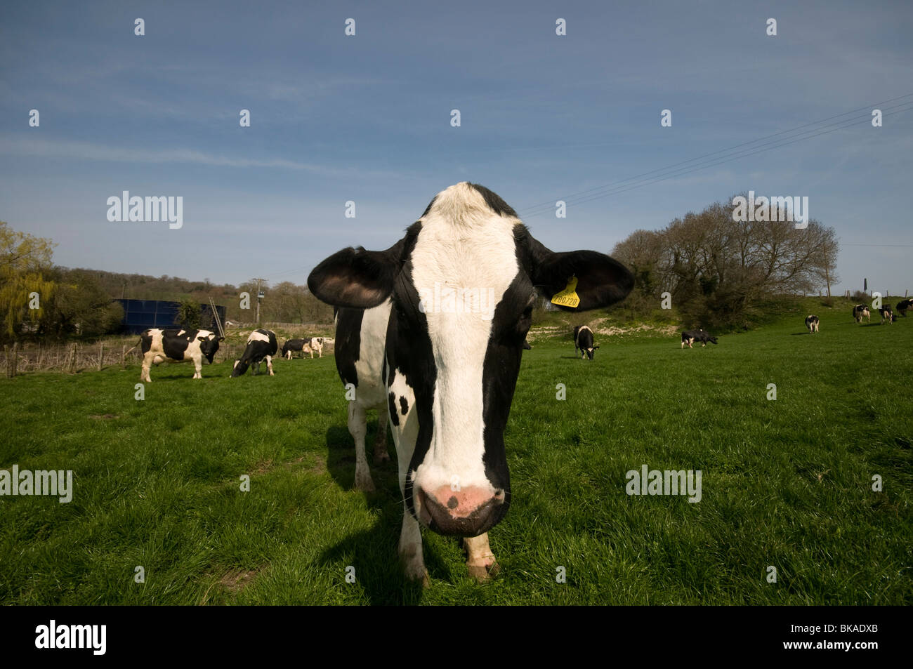 friesian Dairy Cows in field Elham valley kent looking at camera Stock ...