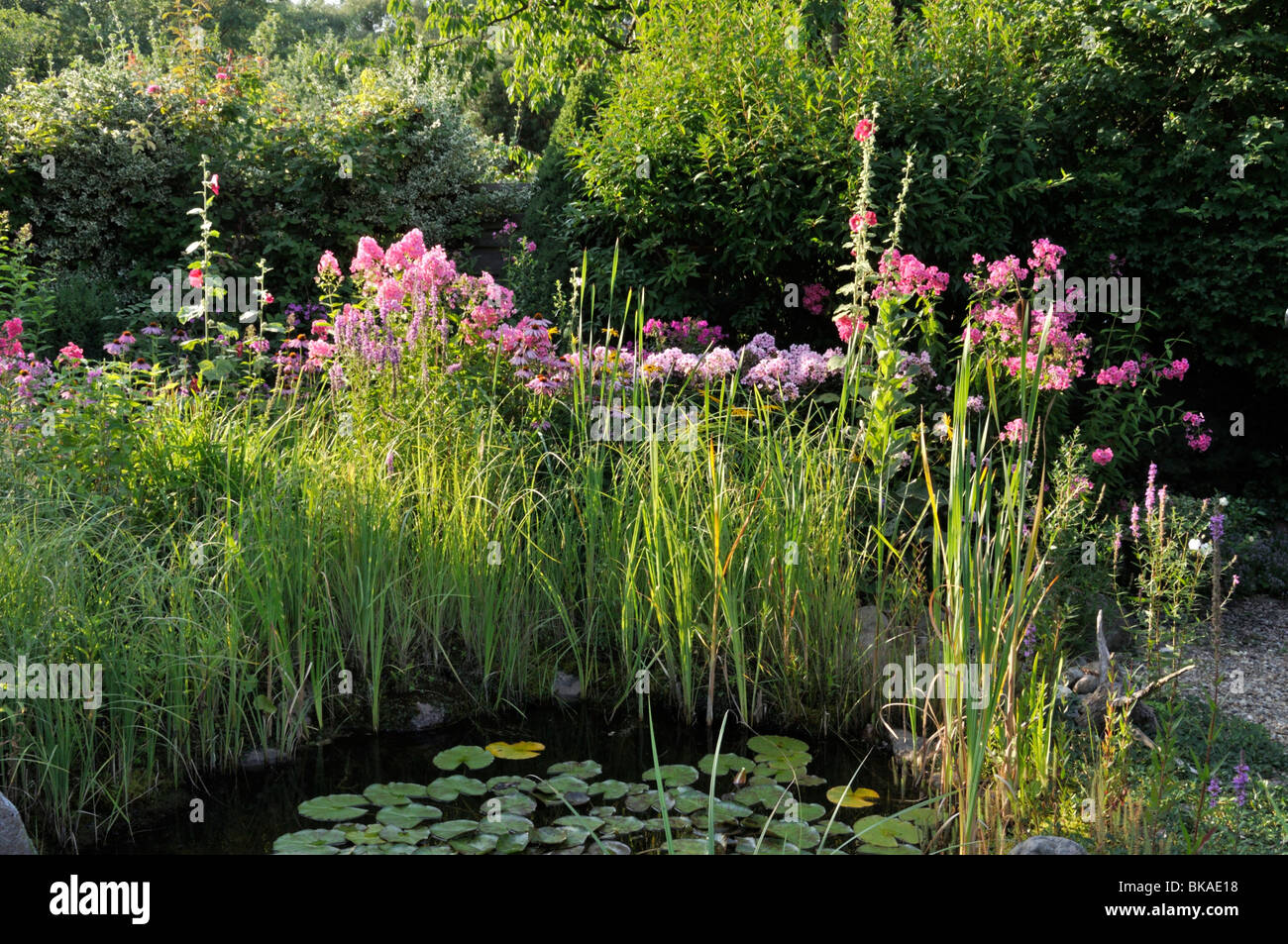 Garden phlox (Phlox paniculata) at a garden pond. Design: Marianne and Detlef Lüdke Stock Photo