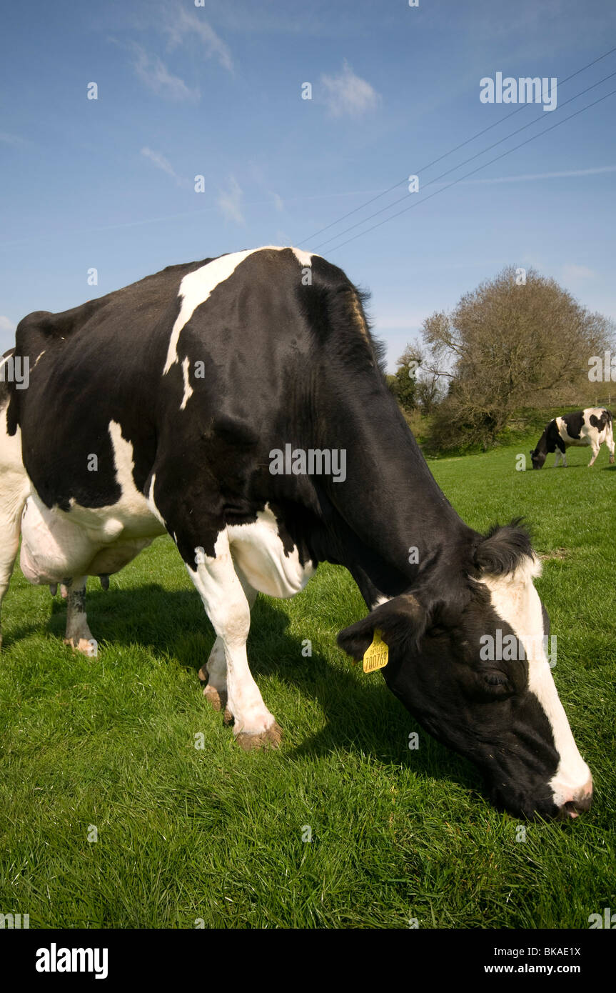 friesian Dairy Cows in field Elham valley kent looking at camera Stock Photo