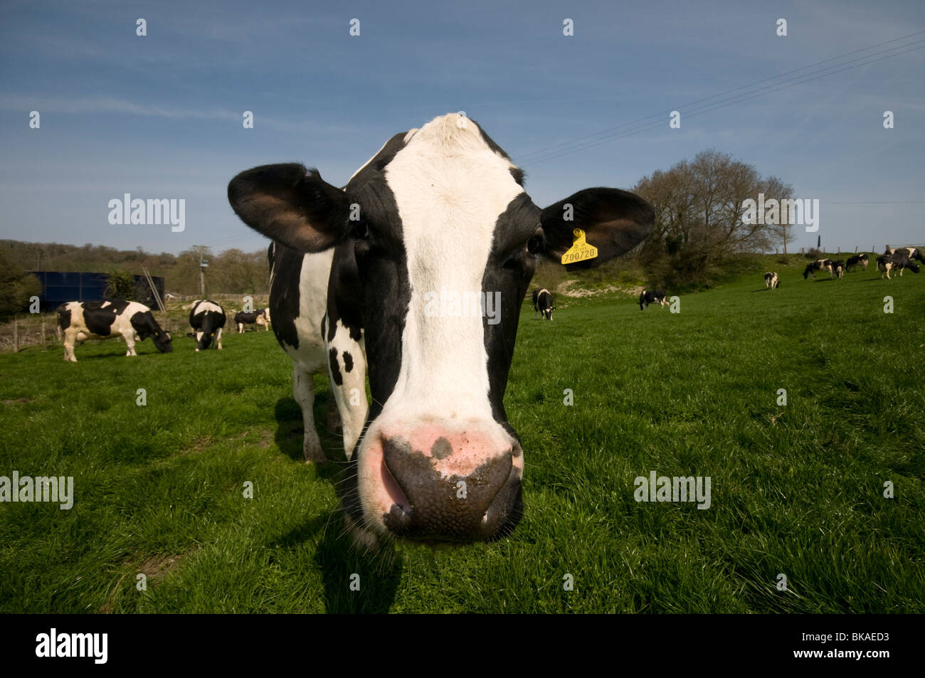 friesian Dairy Cows in field Elham valley kent looking at camera Stock Photo