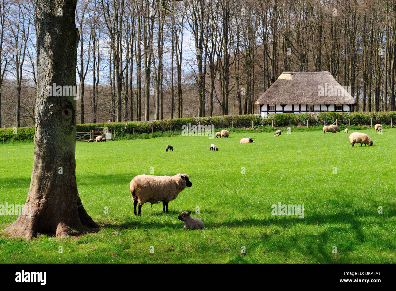 Grazing sheep at St Fagans museum of Welsh life, Cardiff, UK Stock Photo