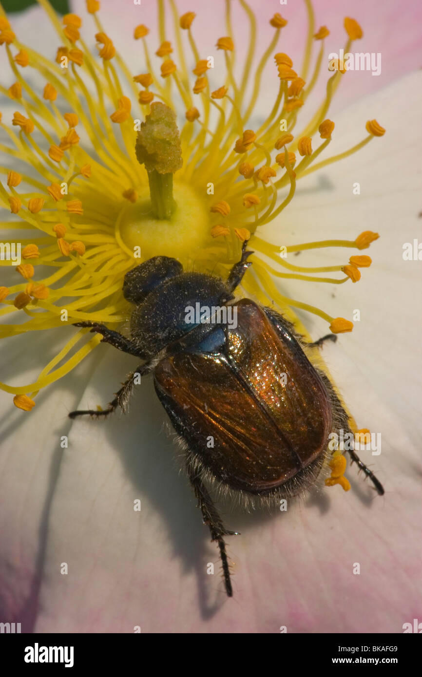 Roses of the stamens of a rose eating beetle Stock Photo Alamy
