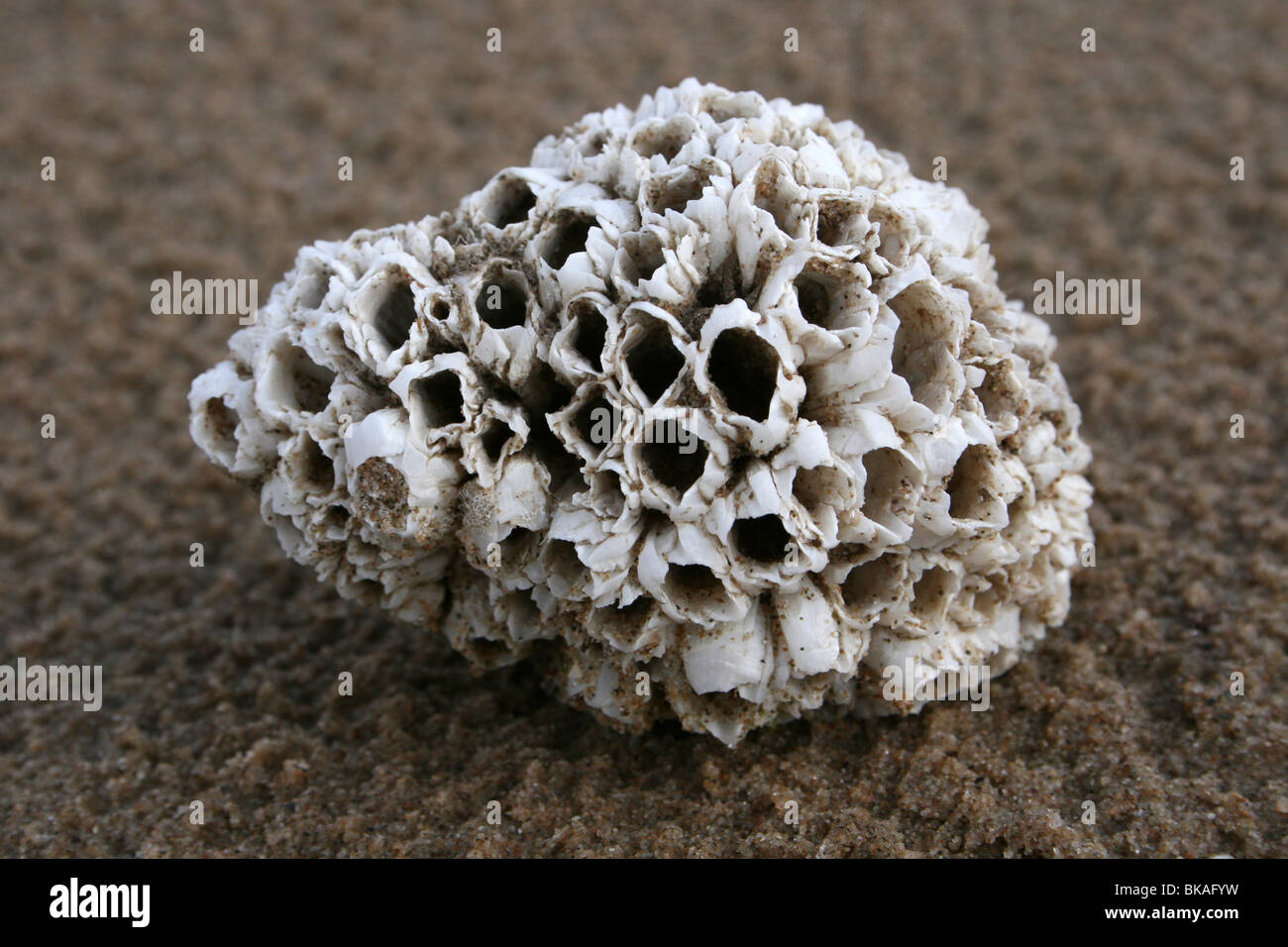 Barnacle Encrusted Common Whelk Shell Taken At Ainsdale, Merseyside, UK Stock Photo