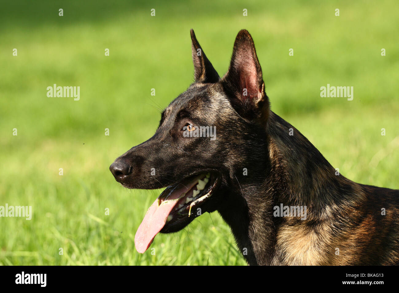 Dutch Shepherd Dog Stock Photo
