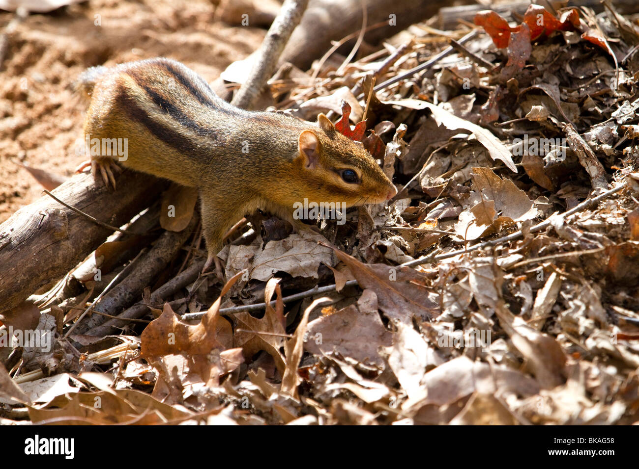 The alerted chipmunk Stock Photo