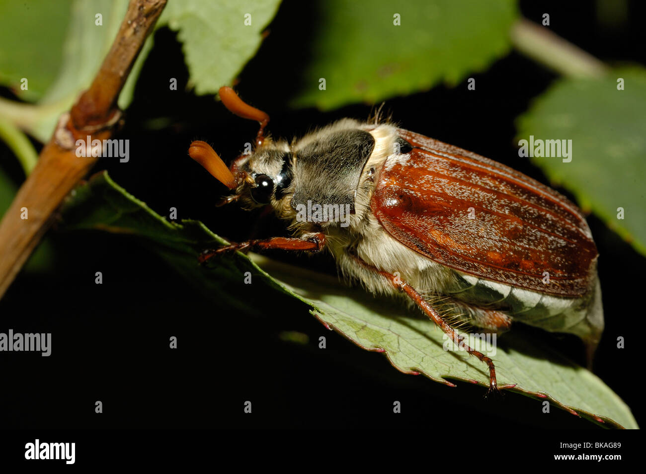 Cockchafer Beetle (Maybug Stock Photo - Alamy